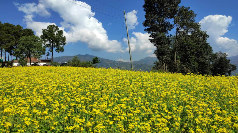 ढकमक्क तोरीबारी [तस्वीर]